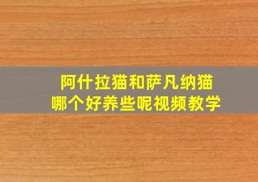 阿什拉猫和萨凡纳猫哪个好养些呢视频教学