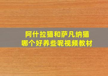 阿什拉猫和萨凡纳猫哪个好养些呢视频教材