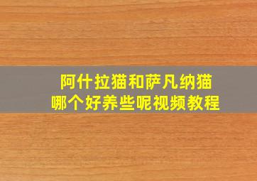 阿什拉猫和萨凡纳猫哪个好养些呢视频教程