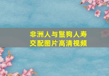 非洲人与鬣狗人寿交配图片高清视频