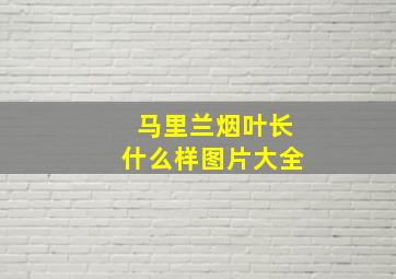 马里兰烟叶长什么样图片大全