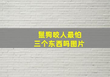 鬣狗咬人最怕三个东西吗图片