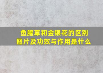 鱼腥草和金银花的区别图片及功效与作用是什么