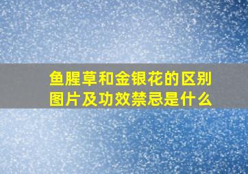 鱼腥草和金银花的区别图片及功效禁忌是什么