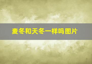 麦冬和天冬一样吗图片