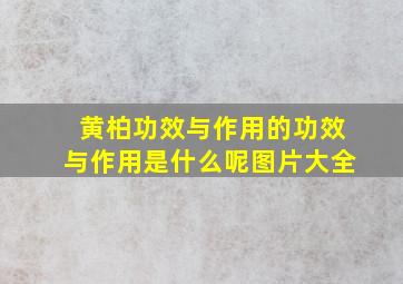 黄柏功效与作用的功效与作用是什么呢图片大全