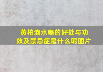 黄柏泡水喝的好处与功效及禁忌症是什么呢图片