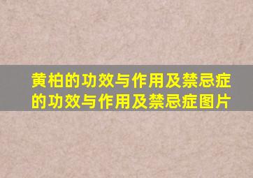 黄柏的功效与作用及禁忌症的功效与作用及禁忌症图片