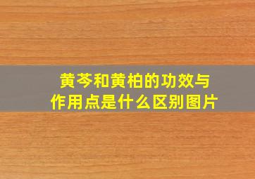 黄芩和黄柏的功效与作用点是什么区别图片