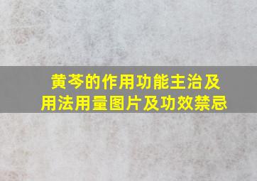 黄芩的作用功能主治及用法用量图片及功效禁忌