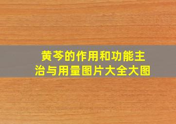 黄芩的作用和功能主治与用量图片大全大图