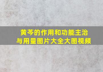 黄芩的作用和功能主治与用量图片大全大图视频