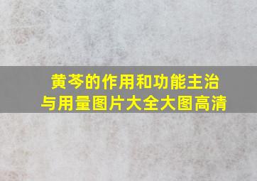 黄芩的作用和功能主治与用量图片大全大图高清