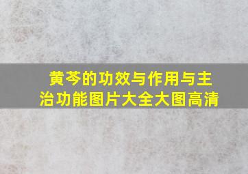 黄芩的功效与作用与主治功能图片大全大图高清