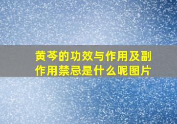 黄芩的功效与作用及副作用禁忌是什么呢图片