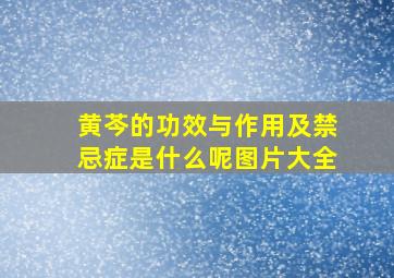 黄芩的功效与作用及禁忌症是什么呢图片大全