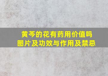 黄芩的花有药用价值吗图片及功效与作用及禁忌