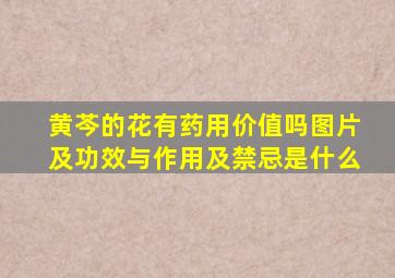 黄芩的花有药用价值吗图片及功效与作用及禁忌是什么