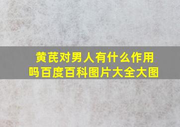 黄芪对男人有什么作用吗百度百科图片大全大图