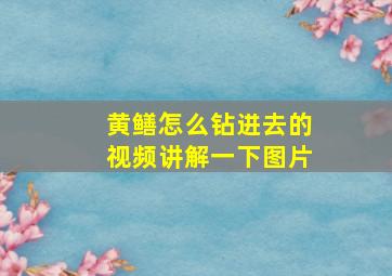 黄鳝怎么钻进去的视频讲解一下图片